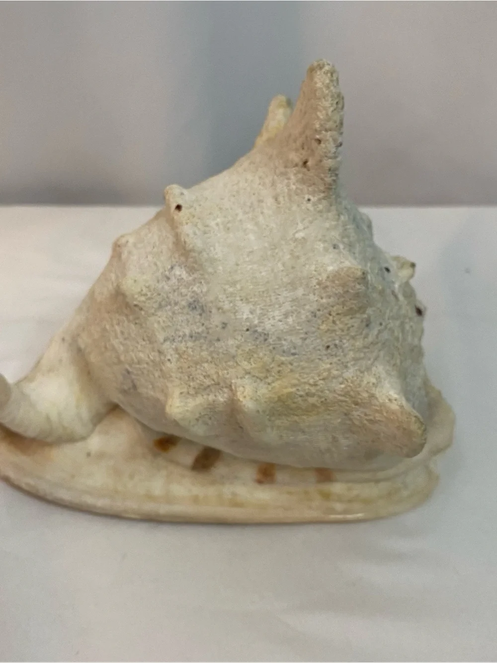 Large Conch Shell - Picture 6 of 6